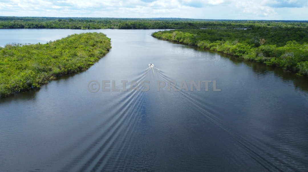 Vista da floresta amazônica